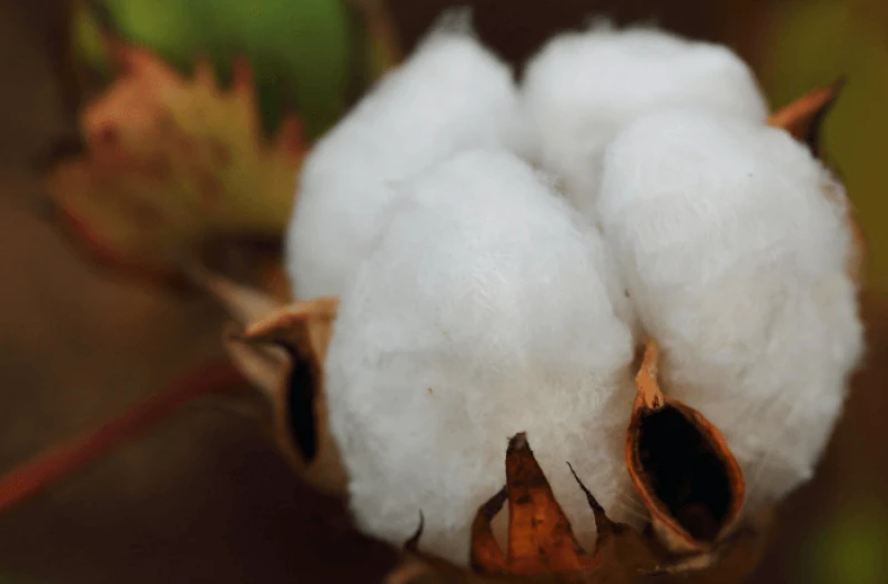 png cotton mat boll Credit: t-mizo via Flickr and CC-BY-2.0