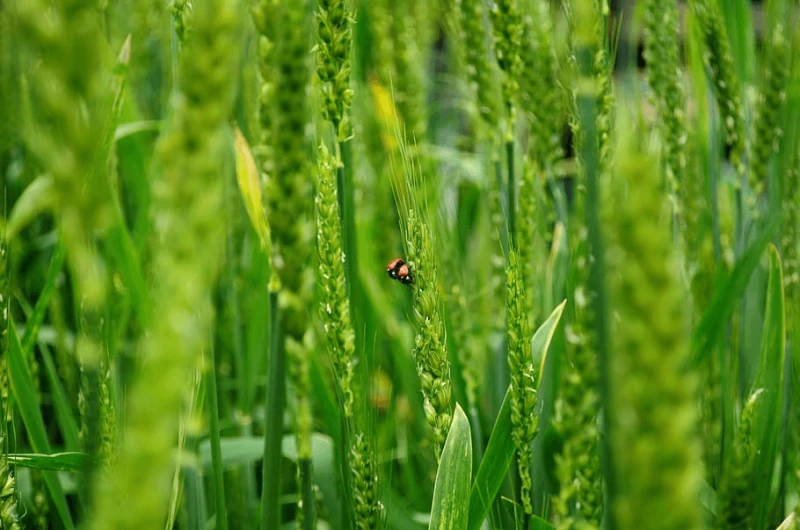 ladybugs wheat biodiversity ladybug