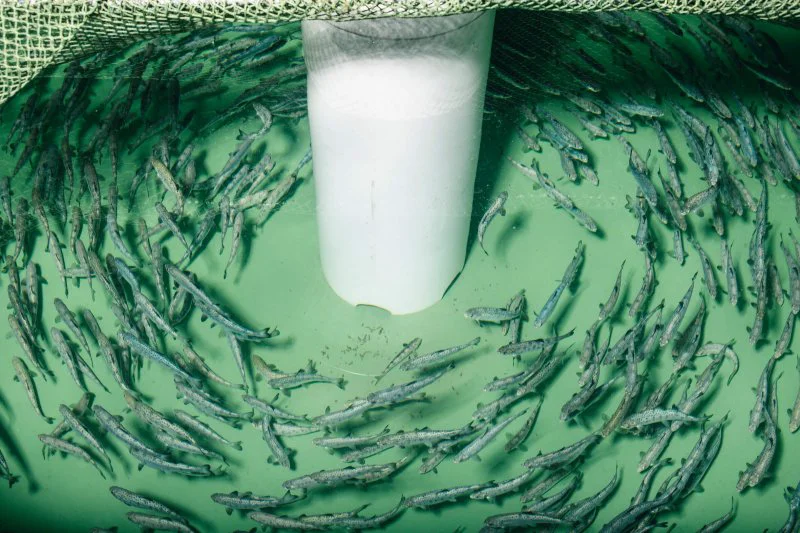 Juvenile AquaAdvantage salmon raised in a Recirculating Aquaculture System. This allows for control of temperature and keeps the fish from getting loose in the wild. Credit: AquaAdvantage