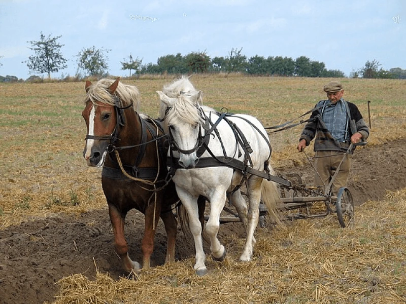 Tilling the soil to control weeds not only disturbs the soil, which results in releasing into the atmosphere carbon that is now captured, but because tilling requires more fuel, it releases more emissions. Credit: Ralf Roletschek via CC-BY-SA-2.5