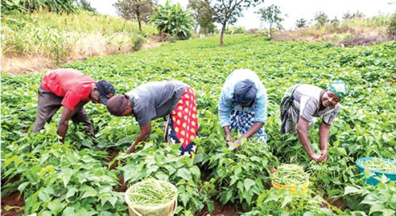 Young-farmers-venturing-into-neglected-gold-mine Young-farmers-venturing-into-neglected-gold-mine