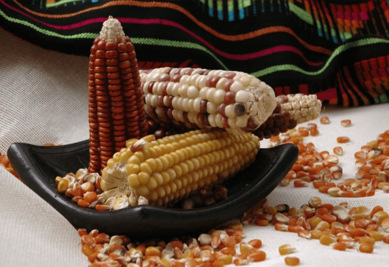 png corn mex nal tel gem Credit: CIMMYT via CC-BY-NC-SA-2.0