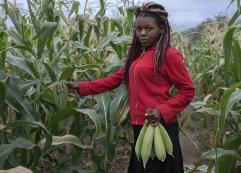 Farmer harveting green maize cobs in Makueni Kenya. Lifting the ban on GM foods could boost biotechnology R&D and food security. Credit: CIMMYT/ Peter Lowe via CC BY-NC-2.0