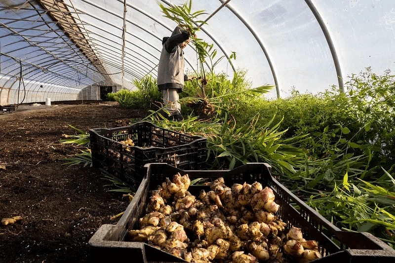 chjpdmf zs sci pbwfnzxmvd vic l zs ymdizltazl zsnte njcwmdq njitaw hz uuanbn