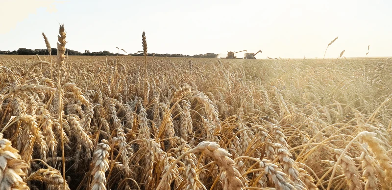 Credit: U.S. Wheat Associates