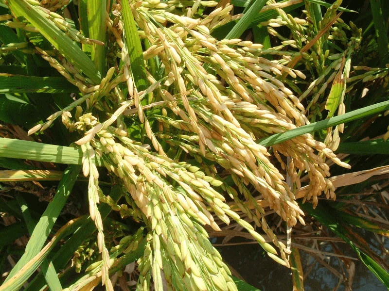 grspikelets