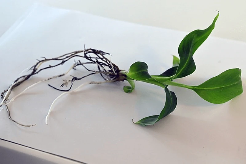 Credit: IAEA Imagebank via CC-BY-2.0