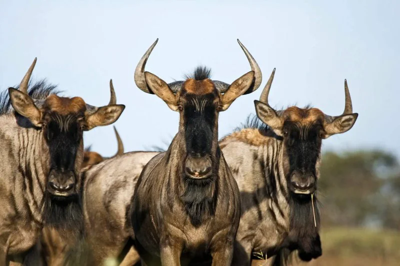 Wildebeest just look delicious. Credit: Vincent Grafhorst via Minden Pictures