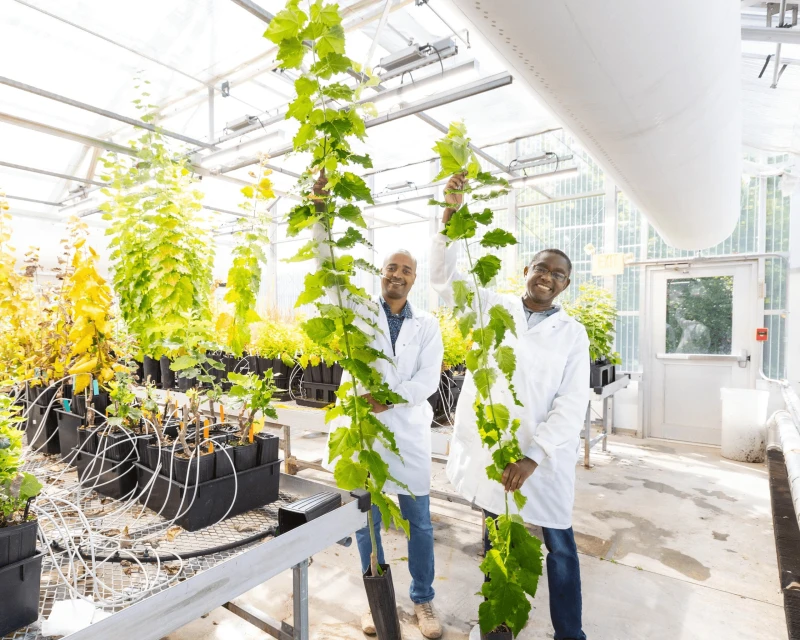 Greenhouse-Booster-Plants-scaled From left, ORNL’s Biruk Feyissa holds a five-month-old poplar tree expressing high levels of the BOOSTER gene, while colleague Wellington Muchero holds a tree of the same age with lower expression of the gene. Credit: Genevieve Martin/ORNL, U.S. Dept. of Energy