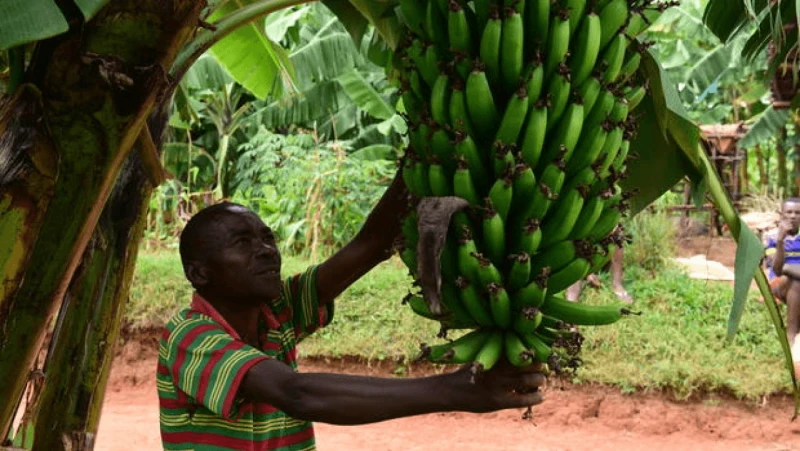 increasing banana production and productivity