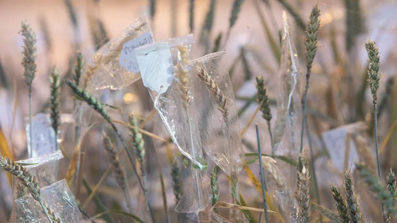 Credit: Tim Scrivener