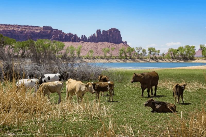 Scientists have been studying how to manage drought and restore land for grazing and agriculture. Credit: Stuart Ruckman via The Nature Conservancy