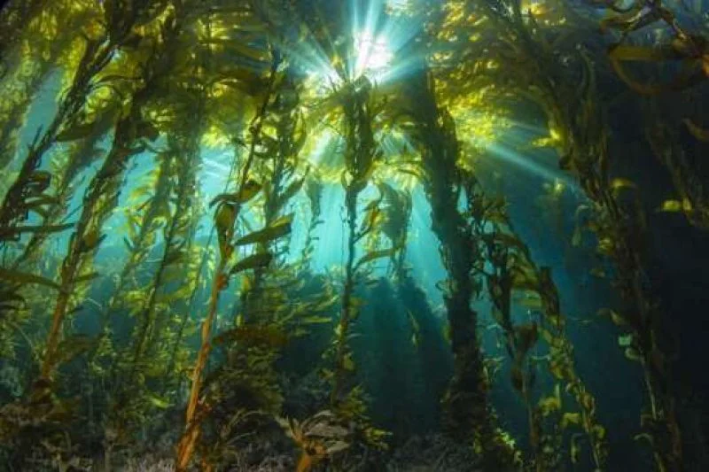 A floating kelp forest. Credit: Douglas Klug