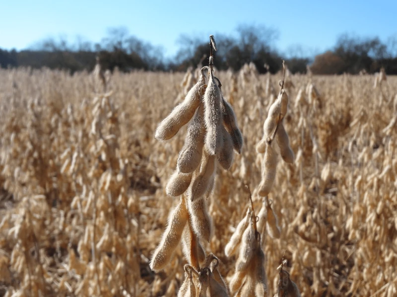 Credit: Martin LaBar/Flickr (CC BY-NC 2.0)