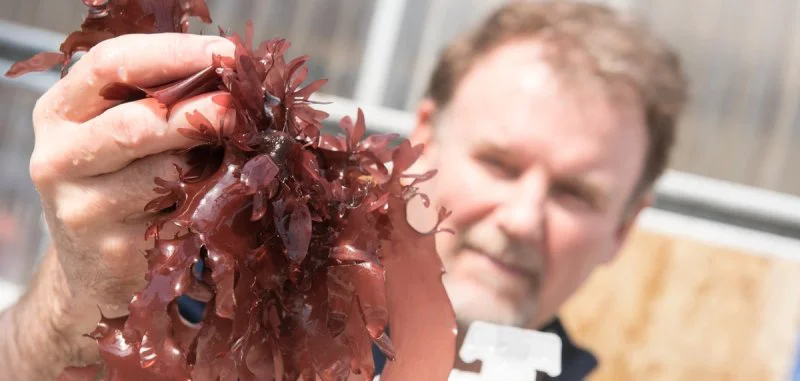 The paper claims the environmental footprint of these novel farms would reduce deforestation and require no soil or fertilizer. Credit: Oregon State University