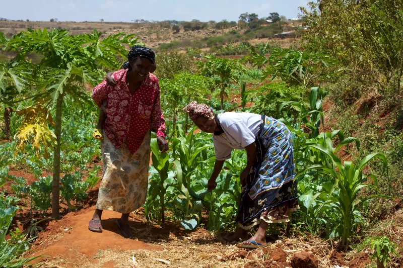 Women from the Mbini Self-Help Group showing off the fields The 28-member Mbini self-help group (SHG) in Machakos farms a 4-acre plot where they grow oranges, avocado, vegetables, maize. The group members also have their own plots, do bee keeping, baking of cakes, and rear goats, cattle and chickens. Their challenges are lacking capital to expand and pump water, lacking insurance and storage facilities for their produce.