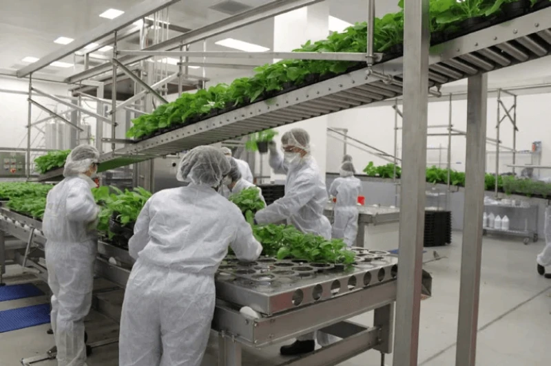 Credit: Medicago/Nature