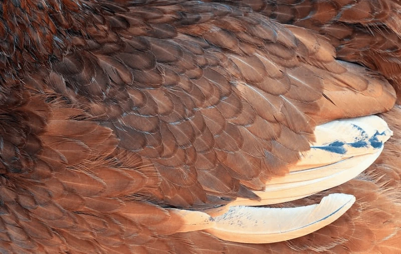 feather chicken close up red chick close plumage plume texture sun