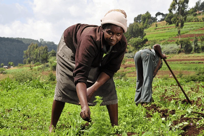 png kenya mountain farm Credit: 2DU Kenya4 and CIAT via CC-BY-SA-2.0