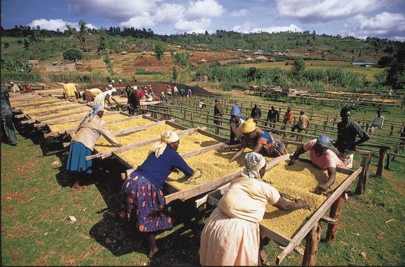 Kenyan women working over coffee berries, a valuable crop threatened by climate change. Credit: Eliasmusya via CC-BY-SA-4.0