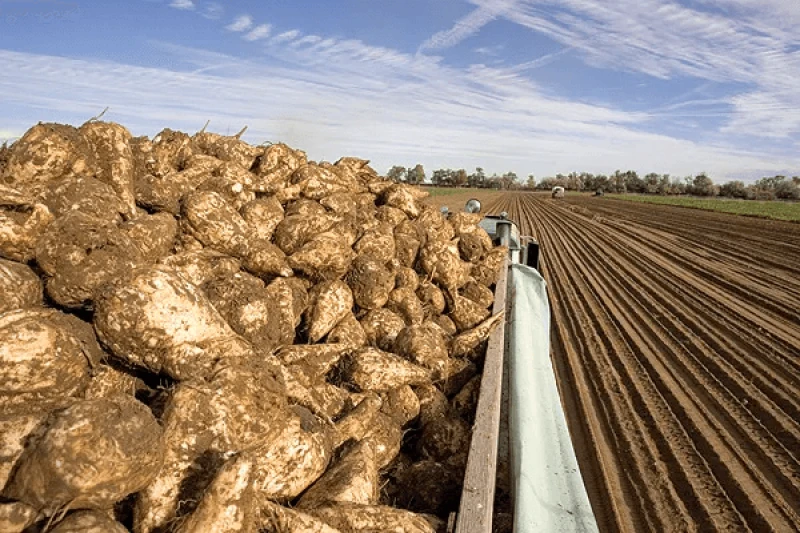 Sugar beet harvest in Idaho. Credit: American Sugar Alliance