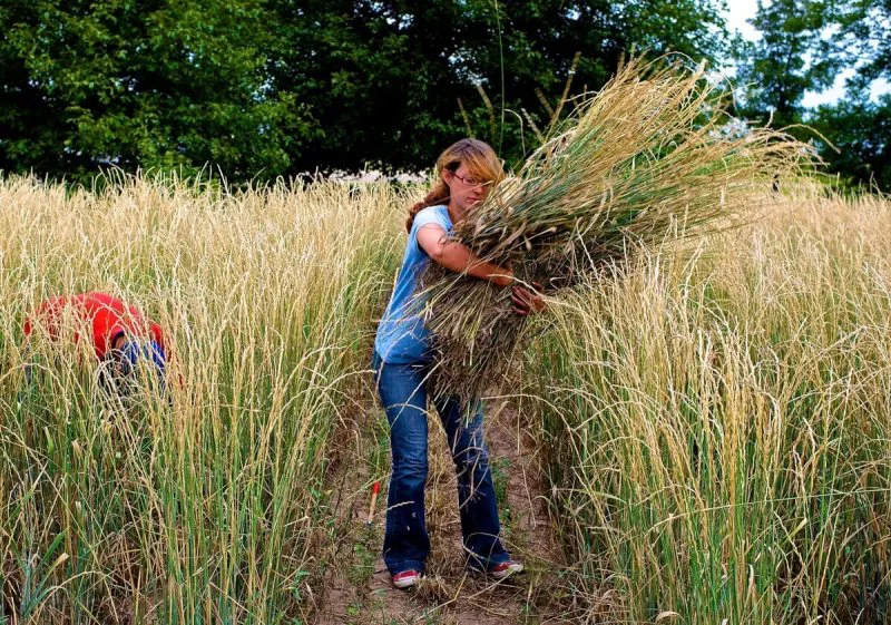 Laura Kemp, a technician at The Land Institute, hand harvests an experimental crop of Kernza. Credit: Land Institute