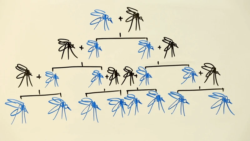 Credit: 2020 Science