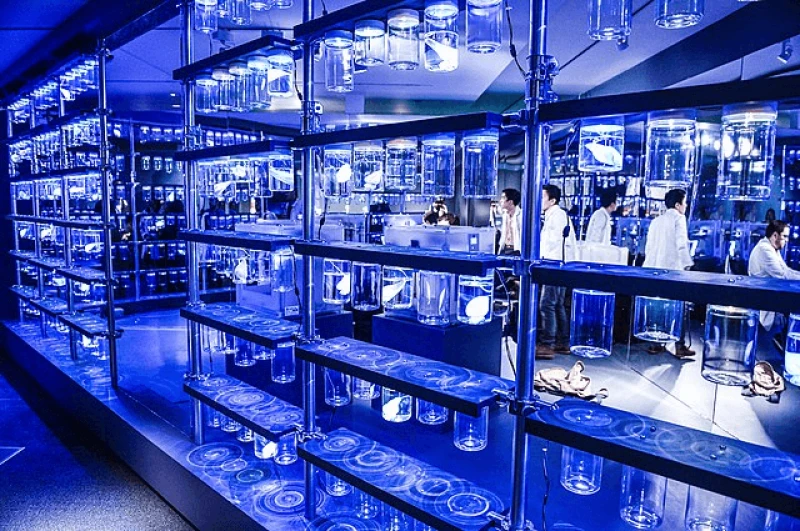 Precision fermentation uses cells as minuscule factories to turn a feedstock, such as sugar, into edible products. We already consume products made through traditional fermentation, such as tempeh. Cultivated meat also uses biological cells. A small biopsy of muscle and fat is taken from a farm animal, such as a pig, and the cells are multiplied to make more muscle and fat. Credit: George Pimentel via CC-BY-2.0