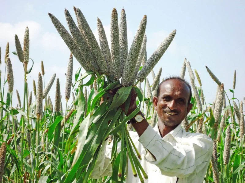 A farmer holds aloft a high-iron pearl millet variety in Maharashtra state, India. Credit: A.S. Rao via CRISAT