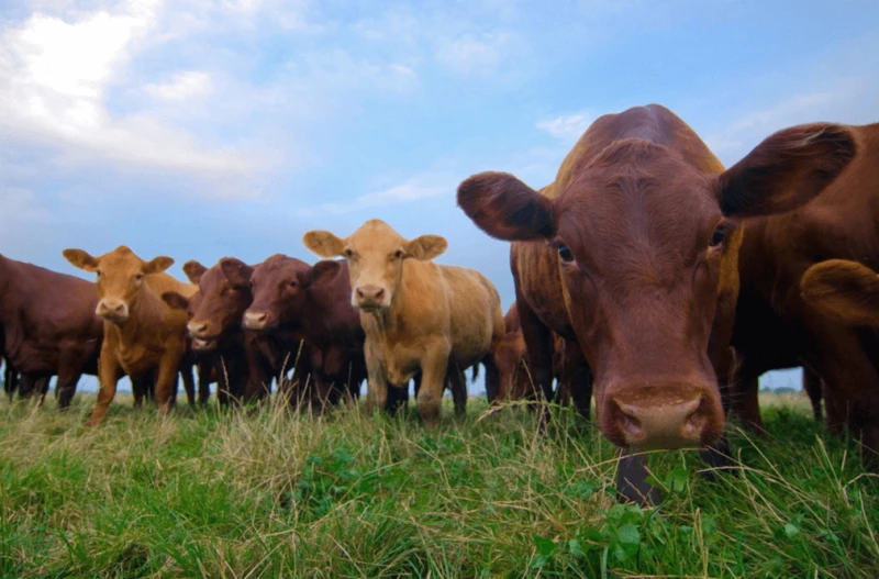 Credit: USDA via CC-BY-SA-2.0