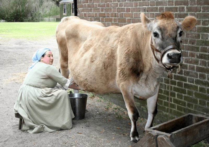 Using transgenic animals as bioreactors to produce proteins of pharmaceutical interest has been proposed as an efficient alternative to increase protein production while decreasing costs. Credit: Gloria Manna via CC-BY-ND-2.0