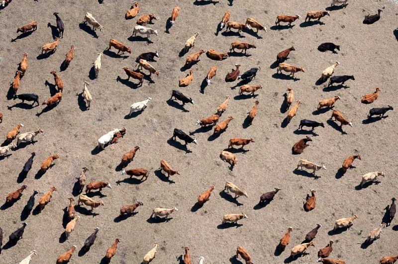 Drone shot of cattle. Credit: 6381380 via iS