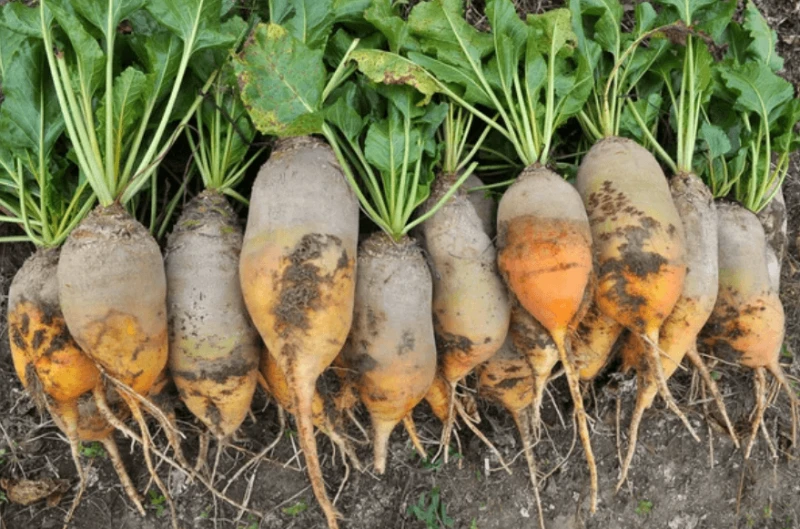 Credit: DepositPhotos