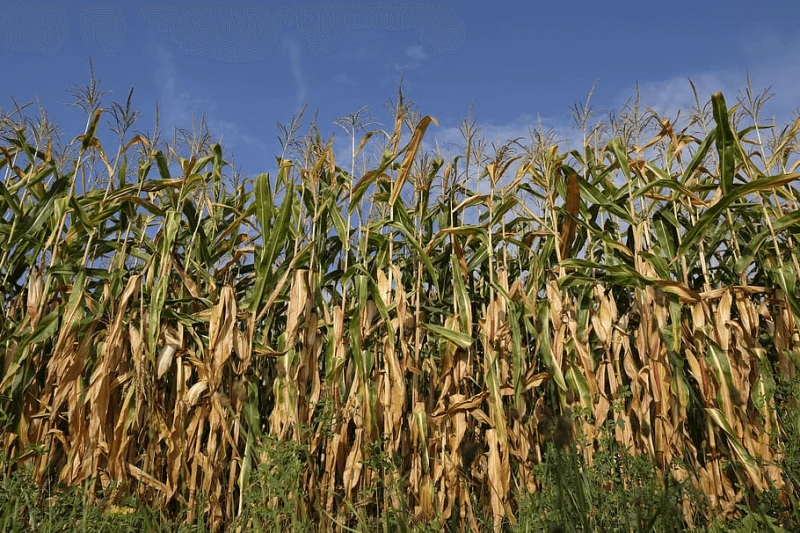 corn corn plant cornfield food corn corn plant cornfield food