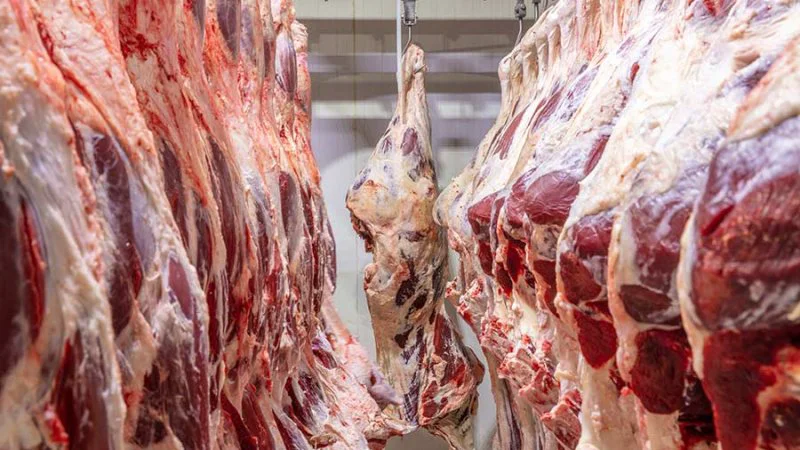 beef-abattoir-4 beef-abattoir-4