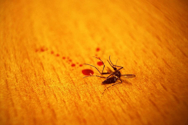 Credit: PlaneMad via Wikimedia and CC-BY-SA 3.0