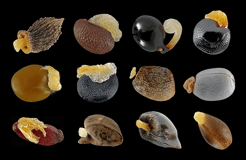 Credit: : Wiki Science Competition 2019 in Switzerland via CC-BY-4.0