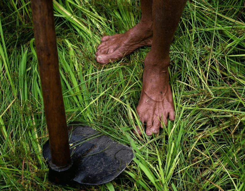 Without fertilizer, the 1-acre farm of Wasala Mudiyansalage Walamaga Gedera Weerakoon Banda, 66 years outdated, not produces sufficient rice for his household, not to mention to promote. He grows quite a lot of crops now, usually going to village gala’s to promote his greens, and works as a day laborer for a bit further money. Credit: Deepti Asthana/The Wall Street Journal