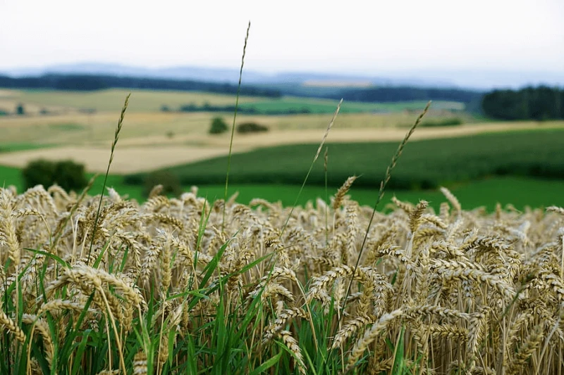 grain field bread summer