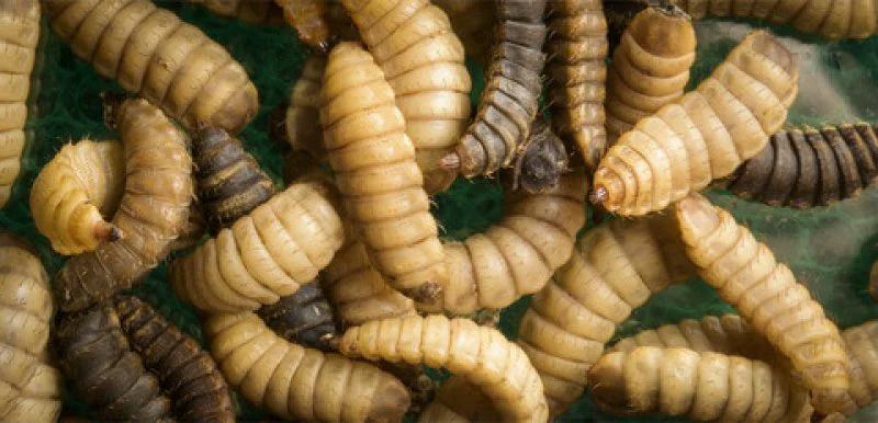 Black fly larvae. Credit: Wiley