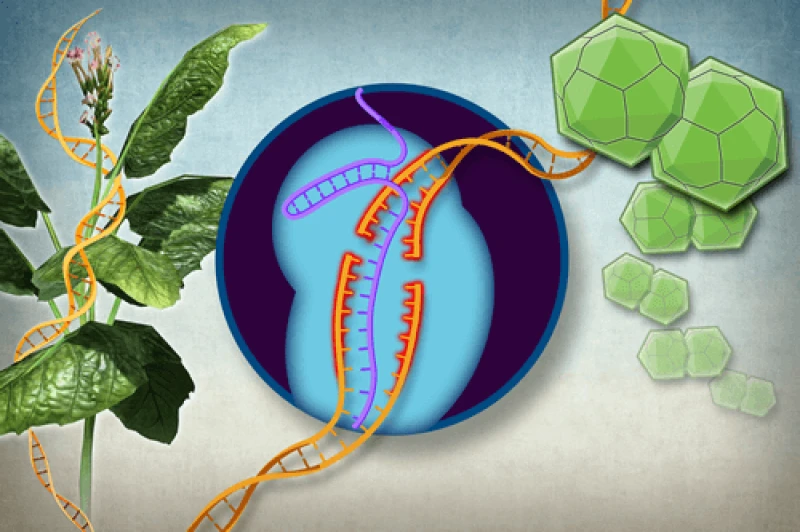 plants crispr plants crispr