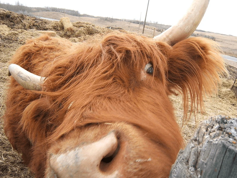 Credit: D'Arcy Norman via CC-BY-2.0