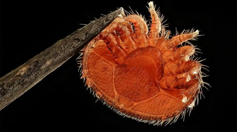 Chemical treatments are expensive, and have potential health risks. Credit: USGS