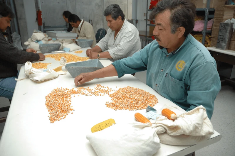 Workers carefully sort seeds to be used in annual test plots. Credit: CIMMYT via CC BY 2.0