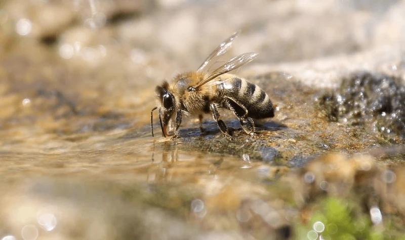 bee drink water macro