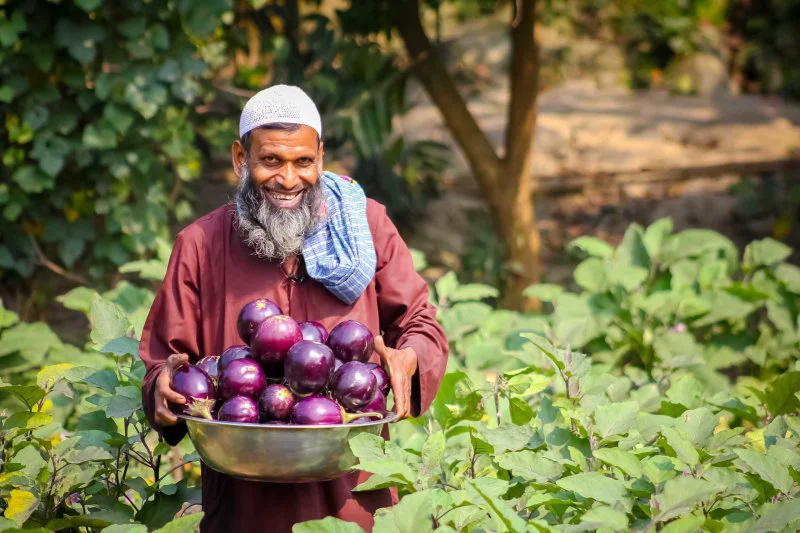 Bt-brinjal-farmer-Khalilur-Rahman-from-Bangladesh-_-Arif–scaled GMO brinjal (eggplant) grown in Bangladesh
