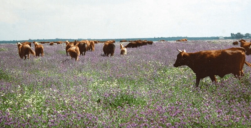 Credit: Lucyin via CC-BY-SA-4.0