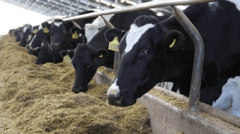 Credit: Diane Bishop/Stuff