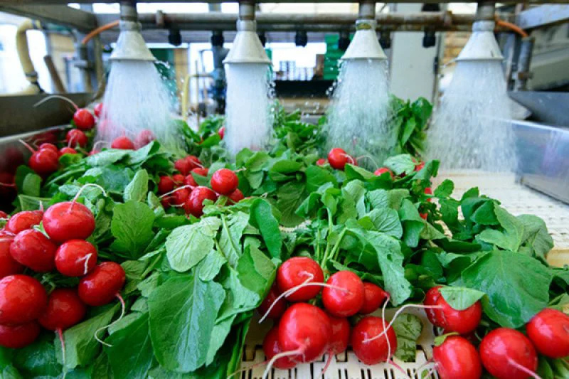 Vegetables going through a post-harvest cleaning. Credit: Riccardo Mojana