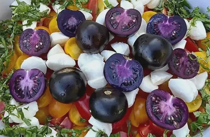 purple galaxy tomatoes